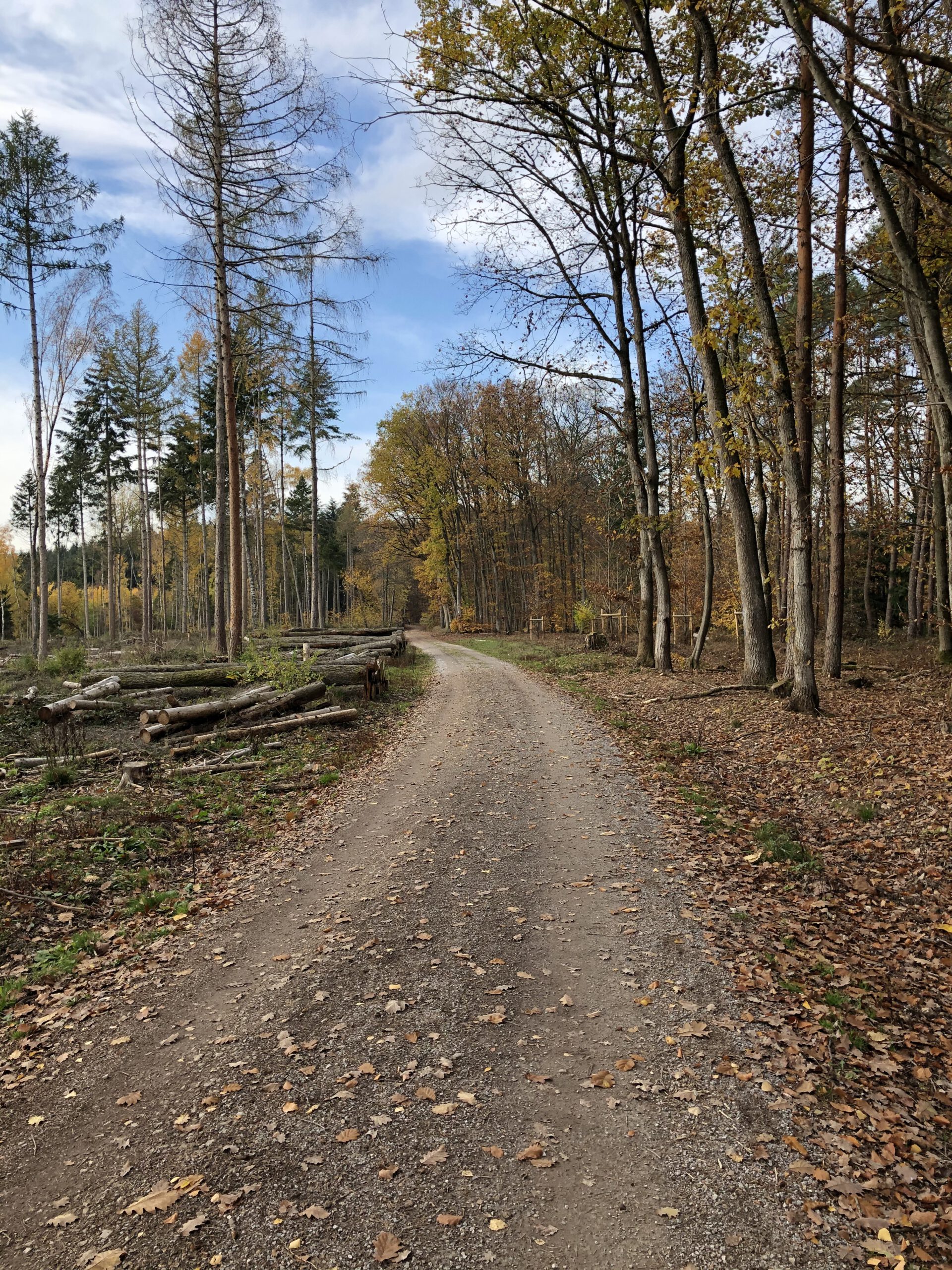 Rundweg Kiedrich