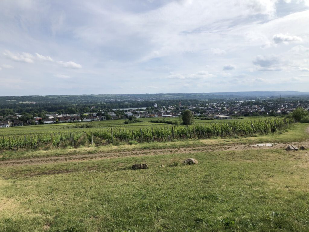 Rhein und Reben