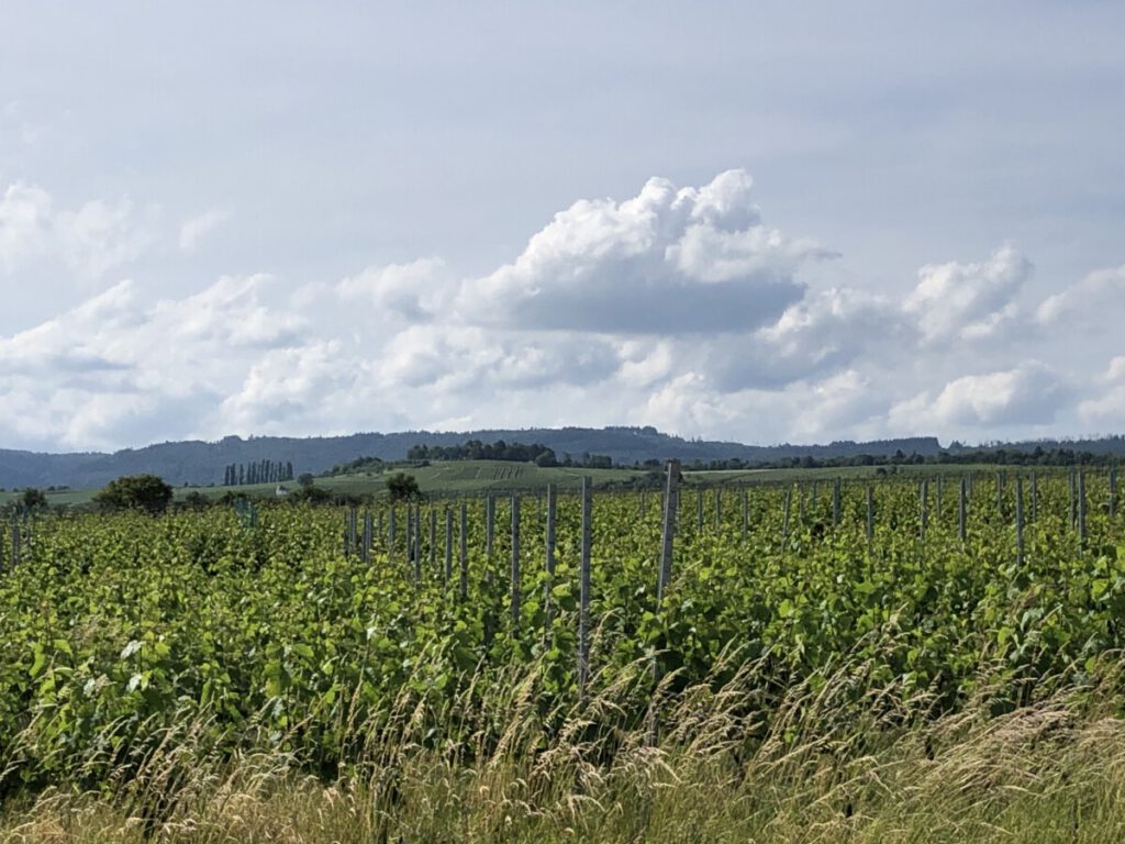Rhein und Reben