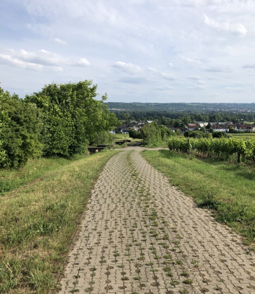 Rhein und Reben