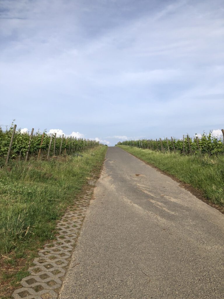 Rhein und Reben
