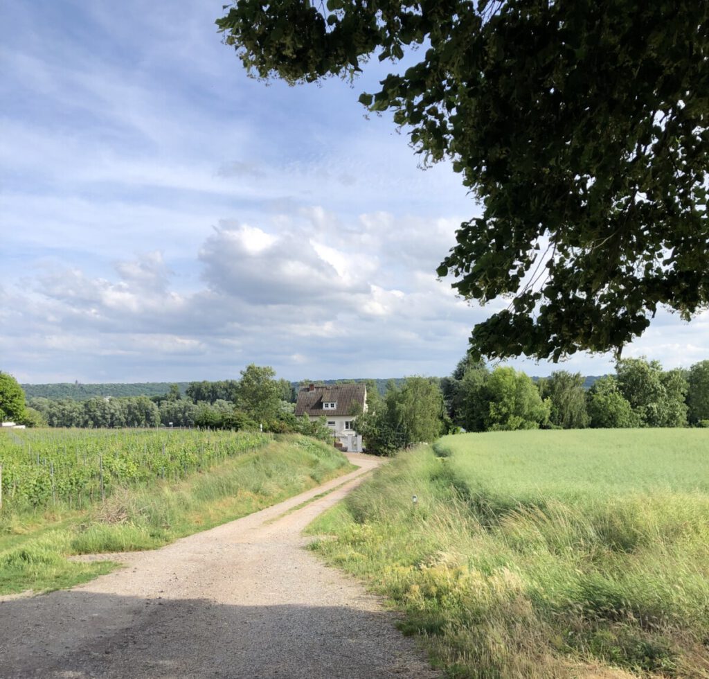 Rhein und Reben