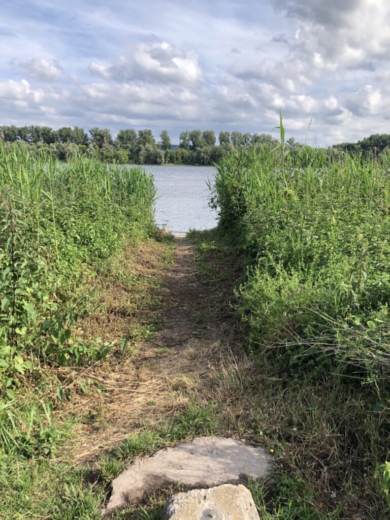 Rhein und Reben