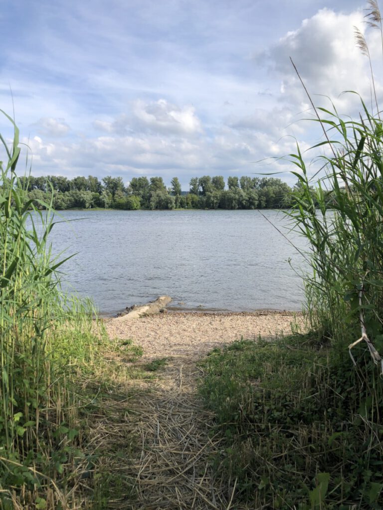 Rhein und Reben
