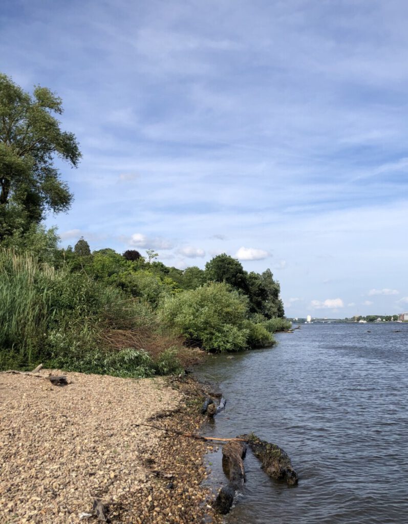 Rhein und Reben