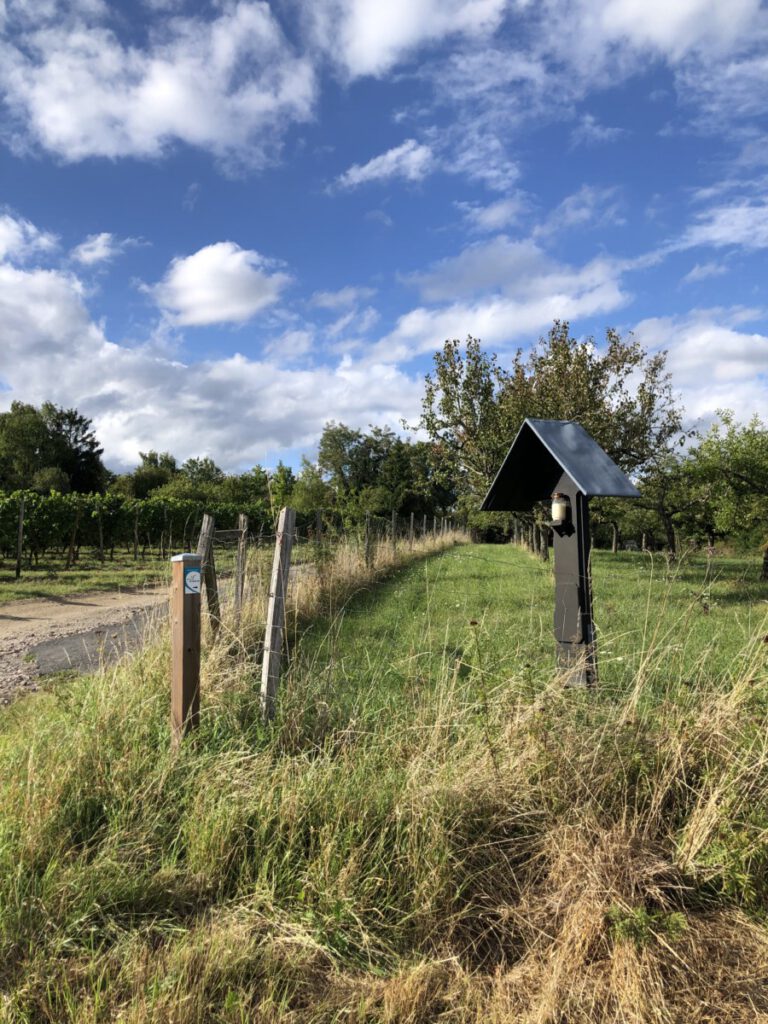 Riesling Schleife Rauenthaler Baiken