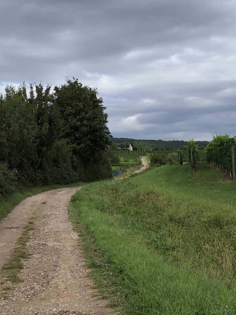 Rauenthaler Baiken Riesling Schleife Nr. 11