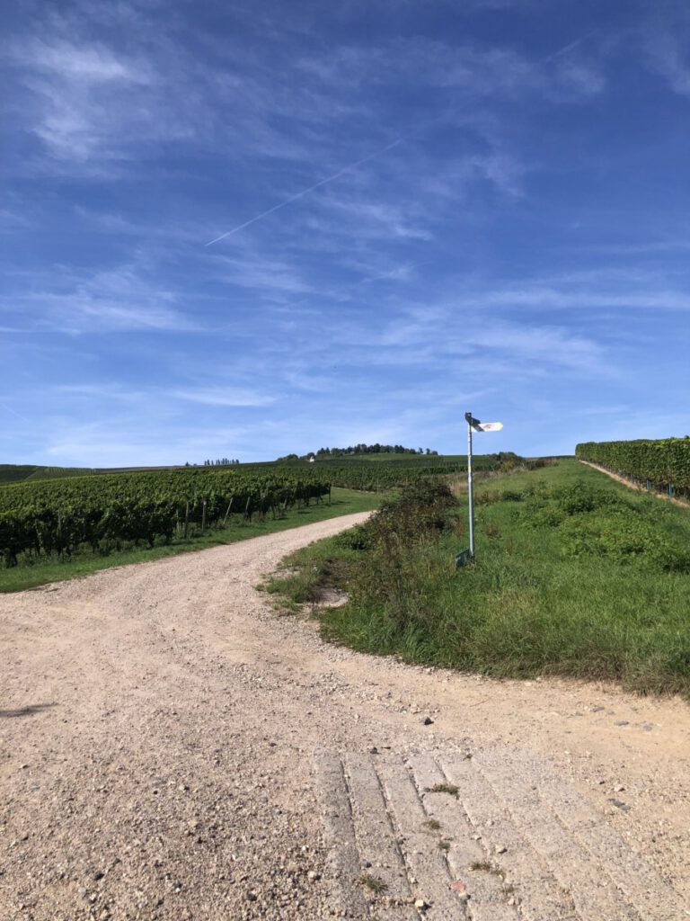 Riesling Schleife Blick auf Bubenhäuser Höhe