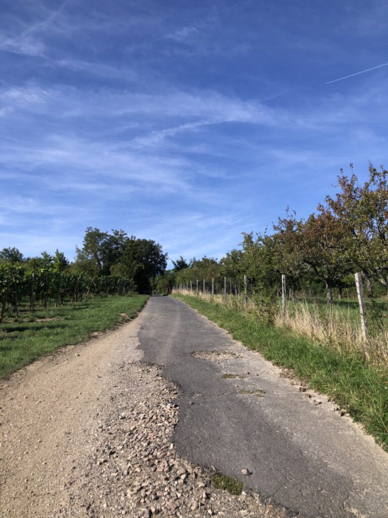 Riesling Schleife Rauenthaler Baiken