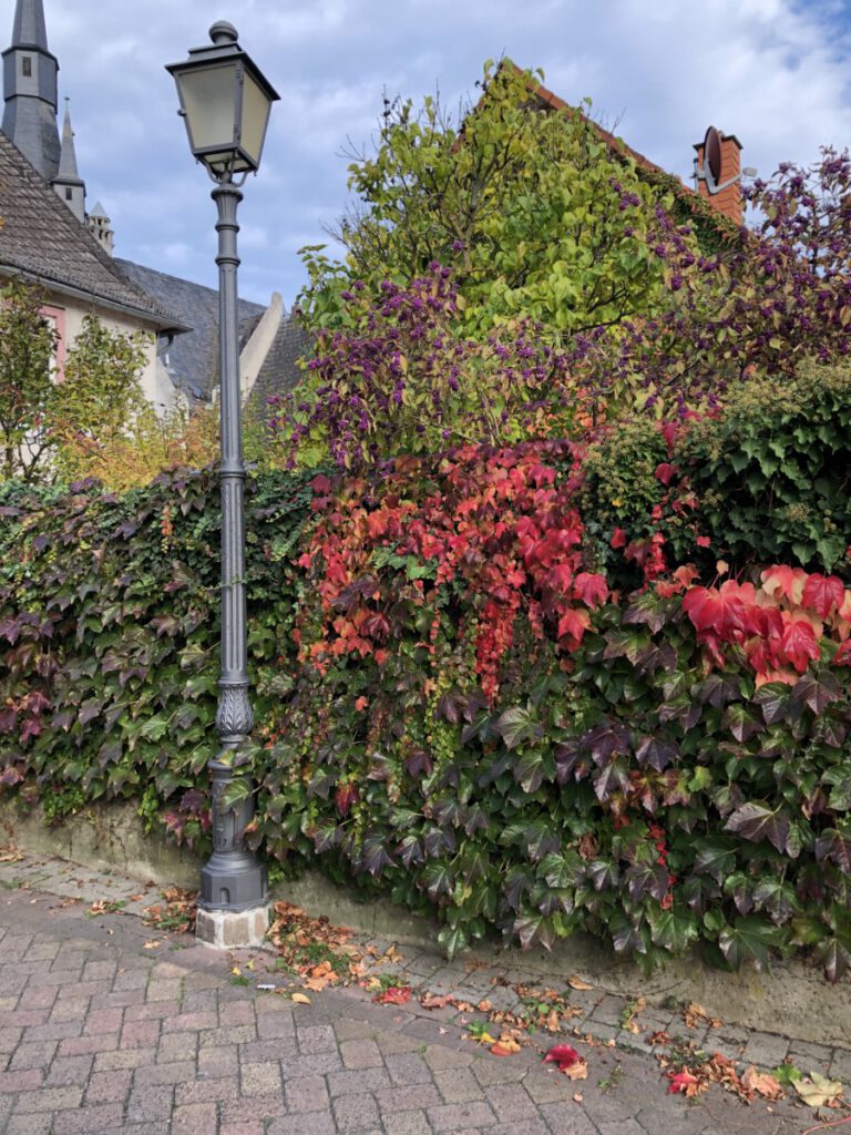 Riesling Schleife Kiedrich Terroir? Terroir!