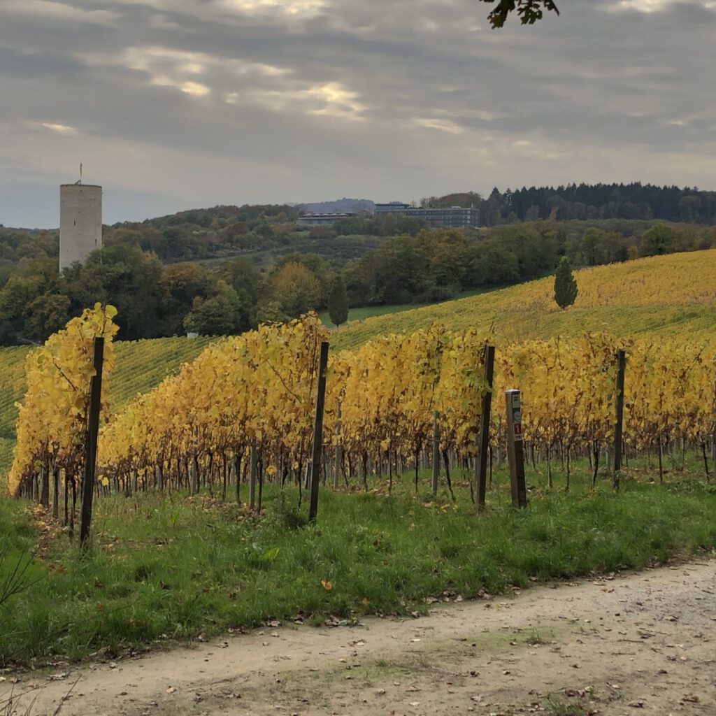 Riesling Schleife Kiedrich Terroir? Terroir!