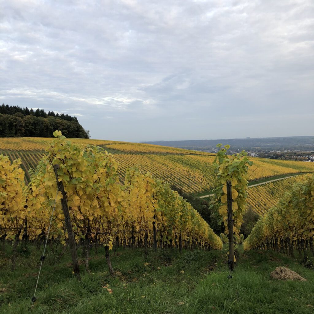 Riesling Schleife Kiedrich Terroir? Terroir!