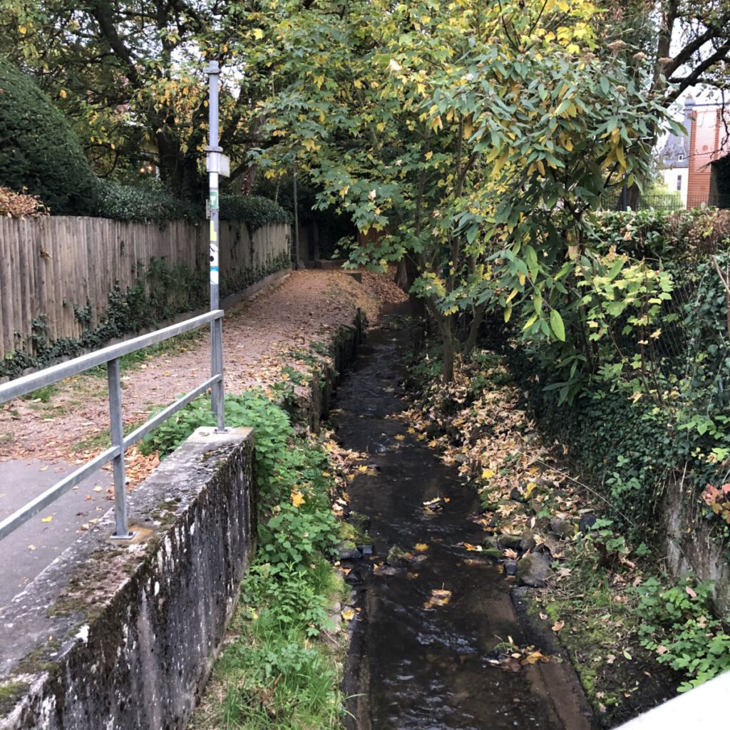 Riesling Schleife Kiedrich Terroir? Terroir!