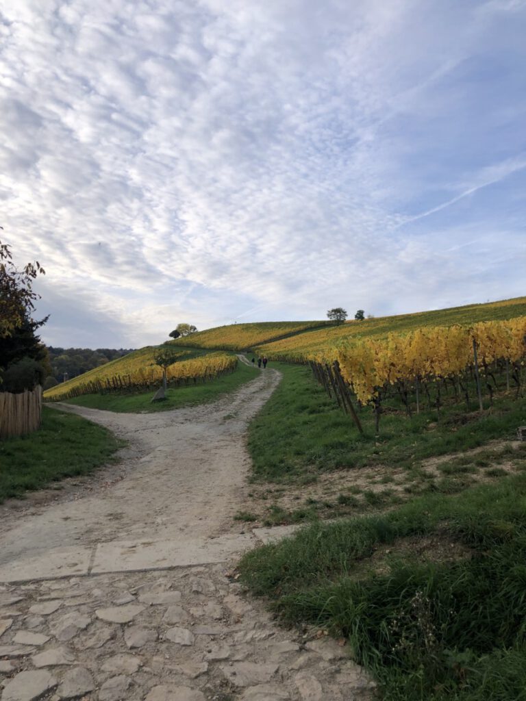 Riesling Schleife Kiedrich Terroir? Terroir!