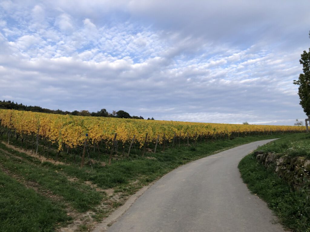 Riesling Schleife Kiedrich Terroir? Terroir!