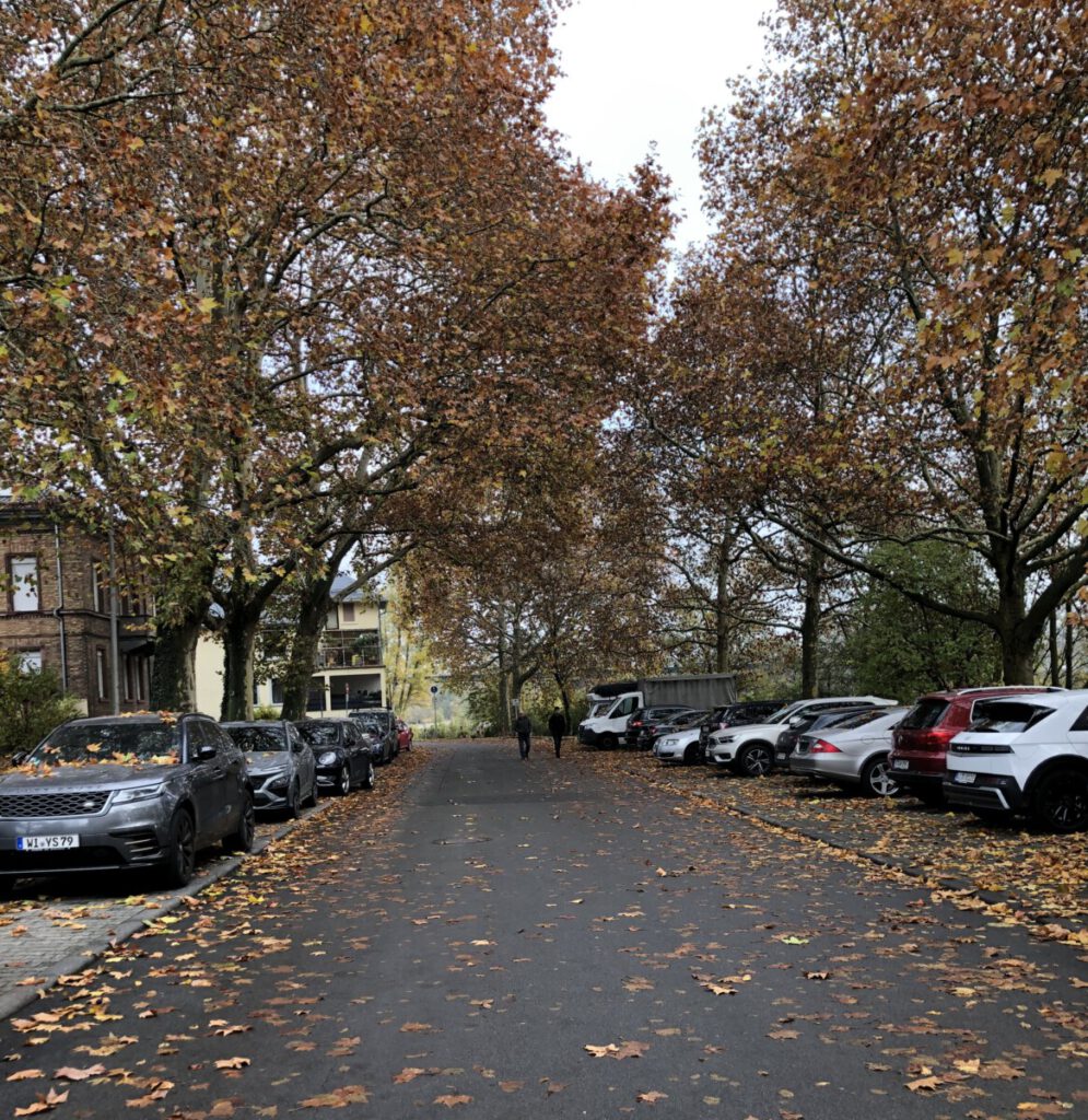 Riesling Schleife Löss und Lehm