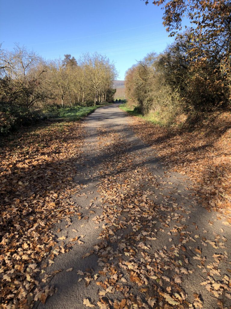 Riesling Schleife Kräuter und Blumen