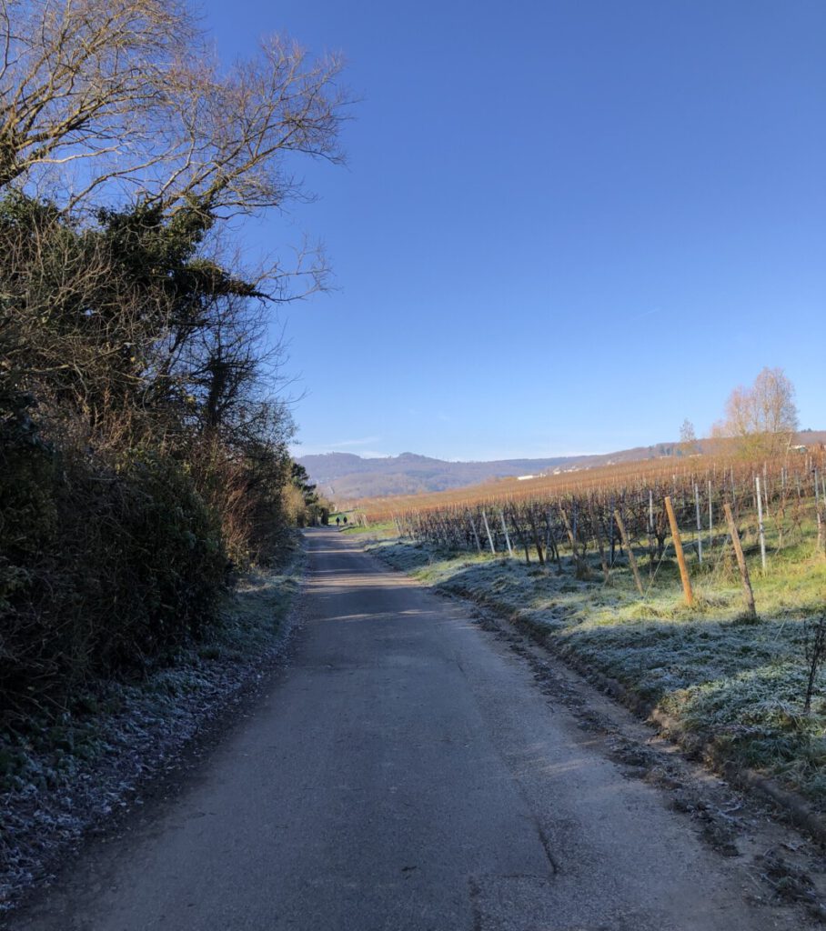 Riesling Schleife Kräuter und Blumen