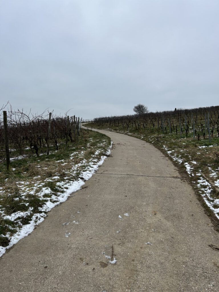 Riesling Schleife Hallgarter Sonnenrunde