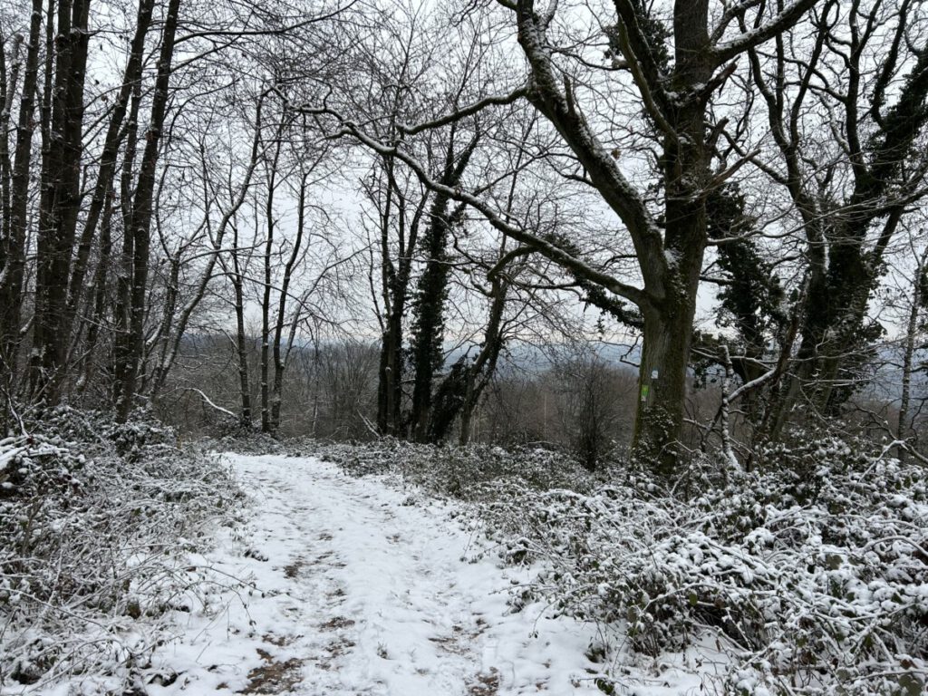 Riesling Schleife Hallgarter Sonnenrunde