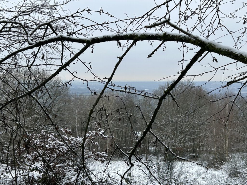 Riesling Schleife Hallgarter Sonnenrunde