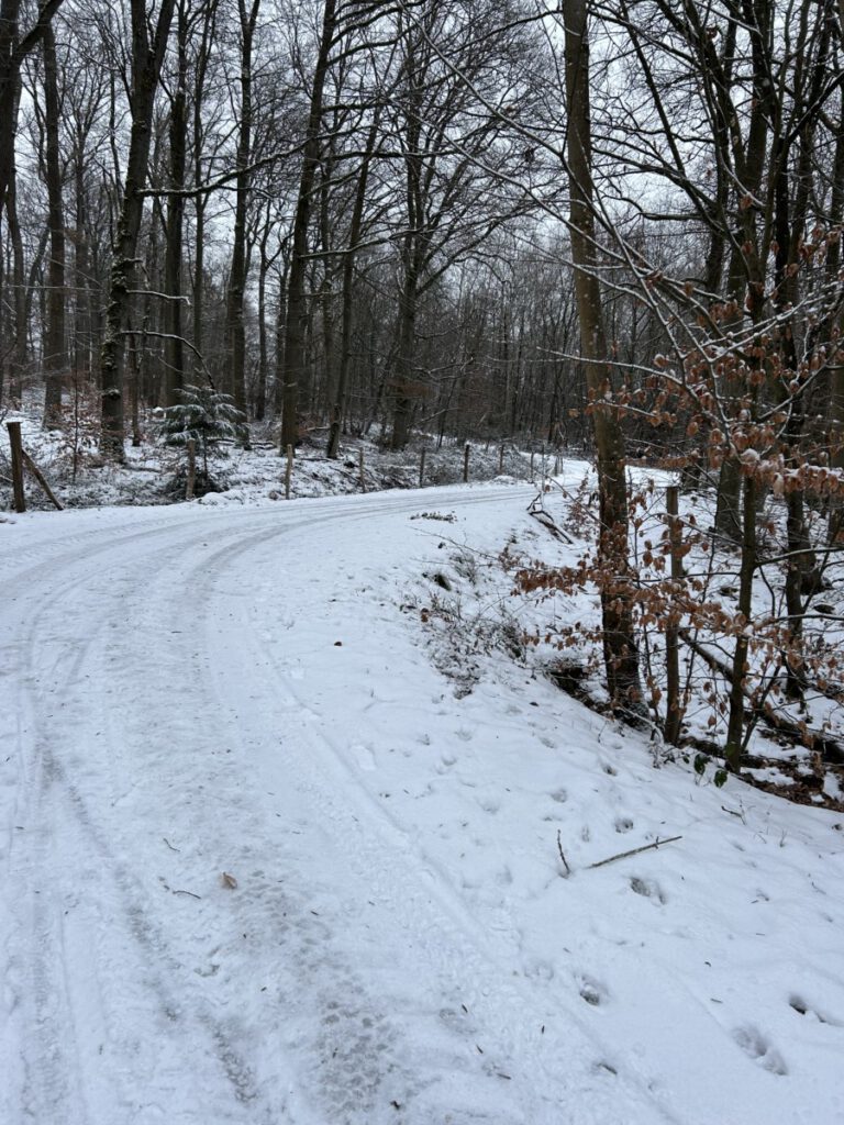 Riesling Schleife Hallgarter Sonnenrunde