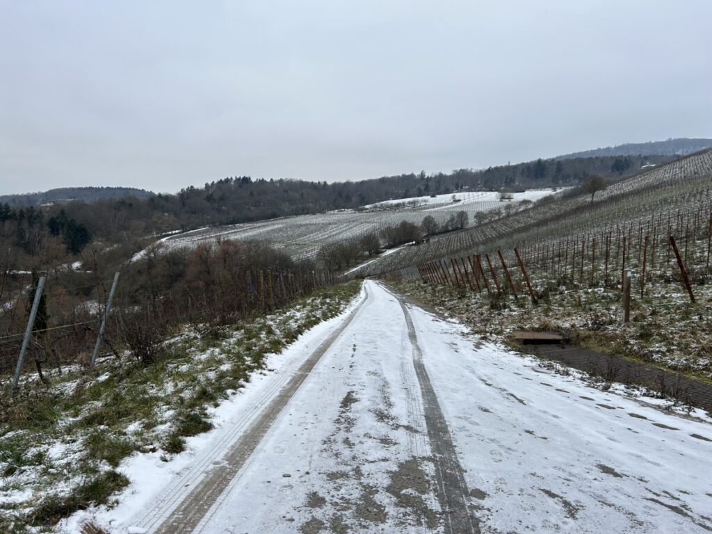 Riesling Schleife Hallgarter Sonnenrunde