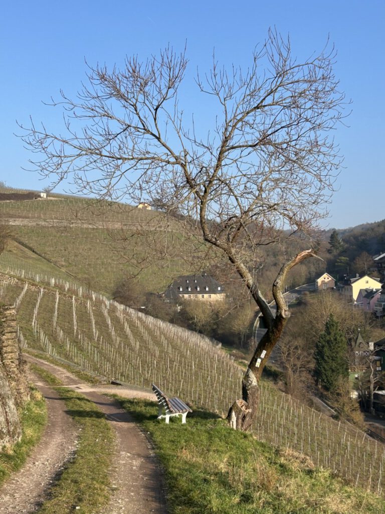 Riesling Schleife Himmel und Höllenberg