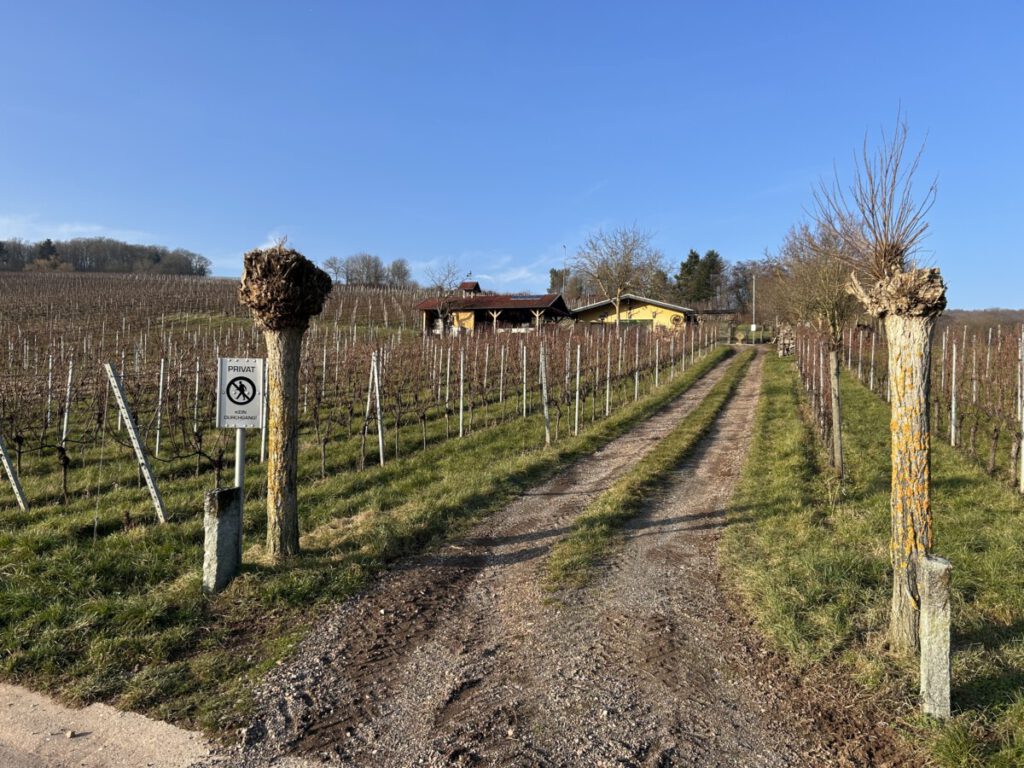 Riesling Schleife Himmel und Höllenberg
