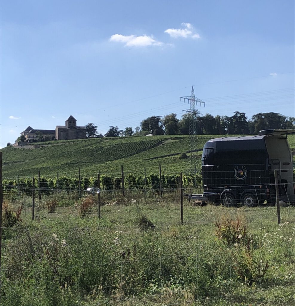 Riesling Schleife Schlösserblick