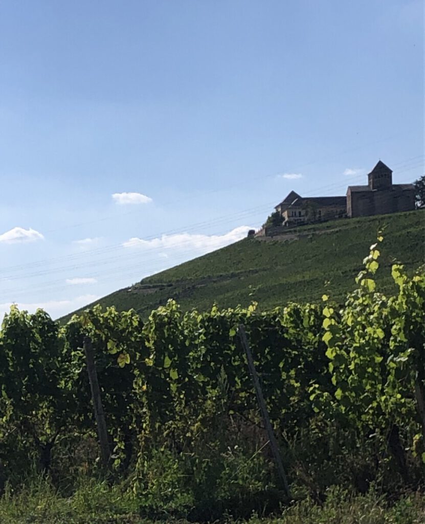 Riesling Schleife Schlösserblick