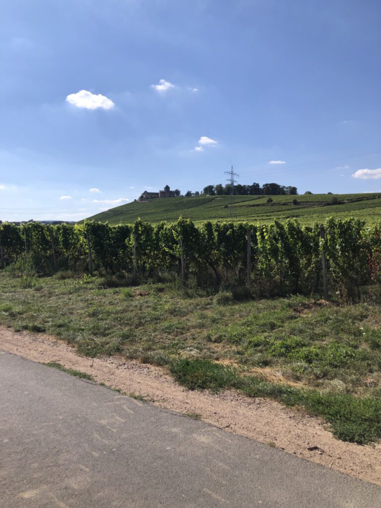 Riesling Schleife Schlösserblick