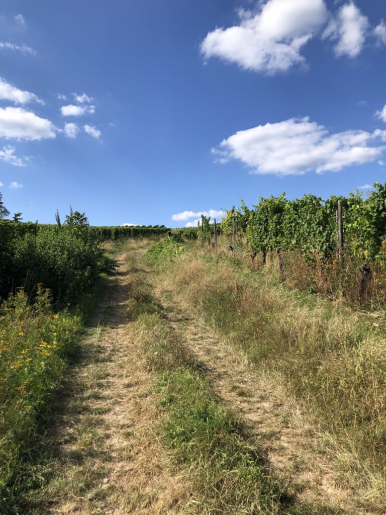 Riesling Schleife Schlösserblick