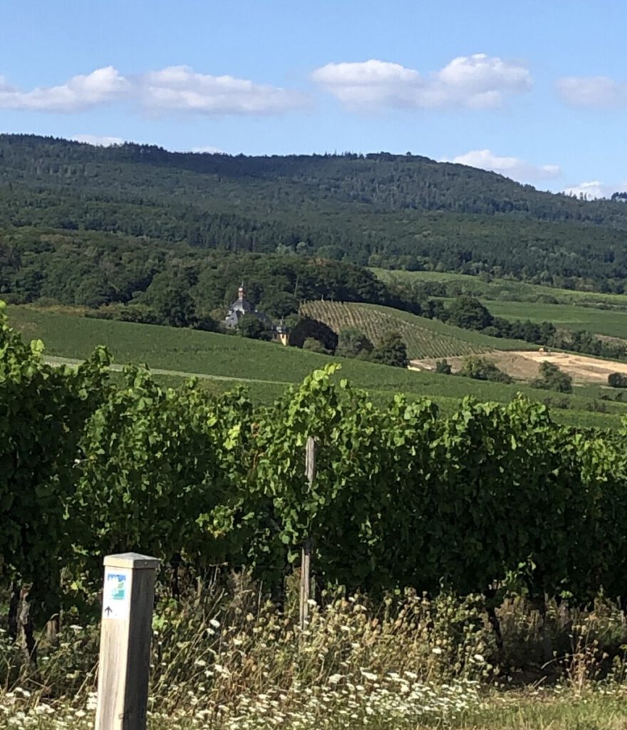 Riesling Schleife Schlösserblick