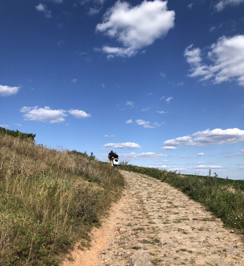 Riesling Schleife Schlösserblick