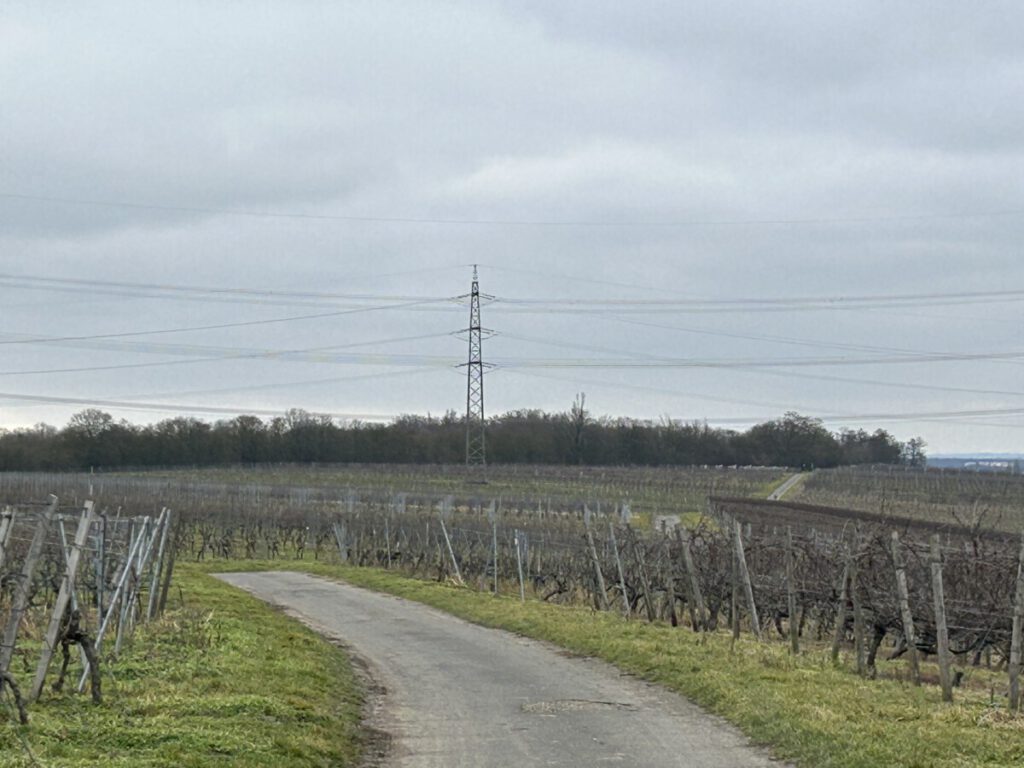 Riesling Schleife Wein und Victoria Hochheim