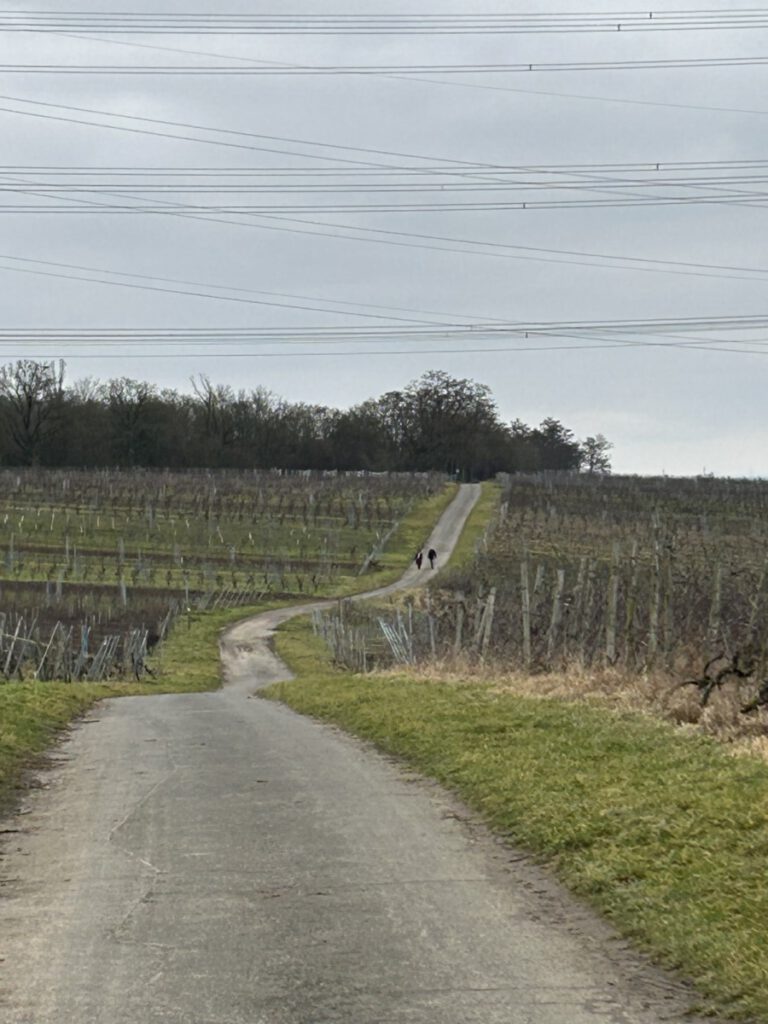 Riesling Schleife Wein und Victoria Hochheim