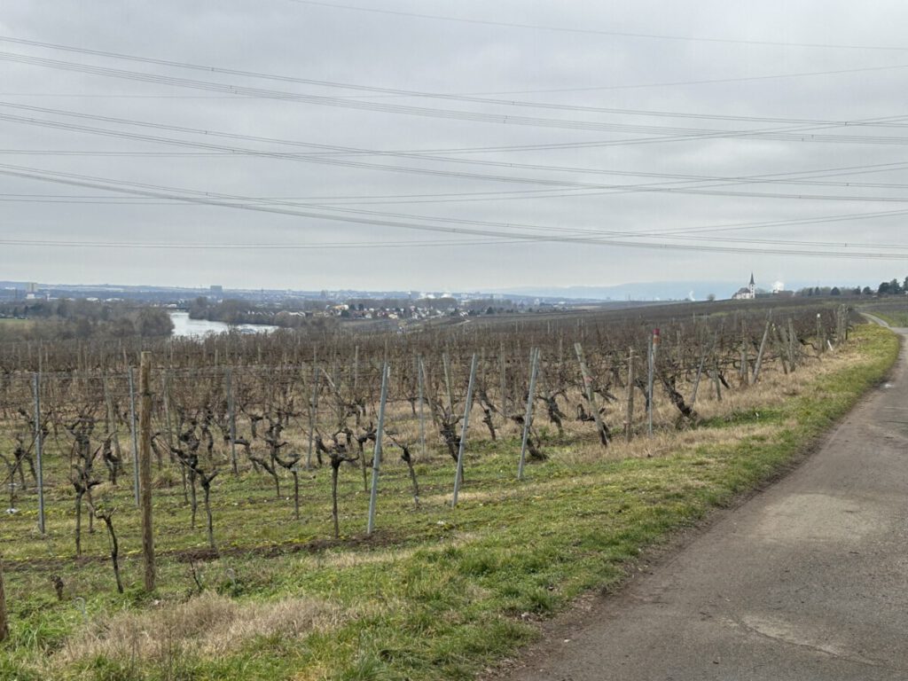 Riesling Schleife Wein und Victoria Hochheim