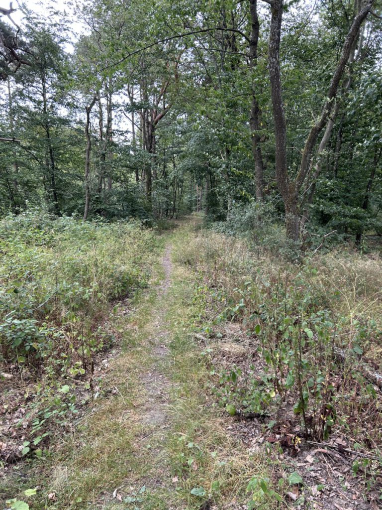 Schwälbchens Flug- Waldweg
