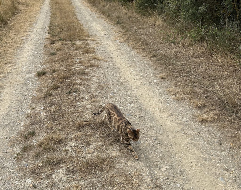 Schwälbchens Flug - eine Bengalkatze kreuzt unseren Weg.