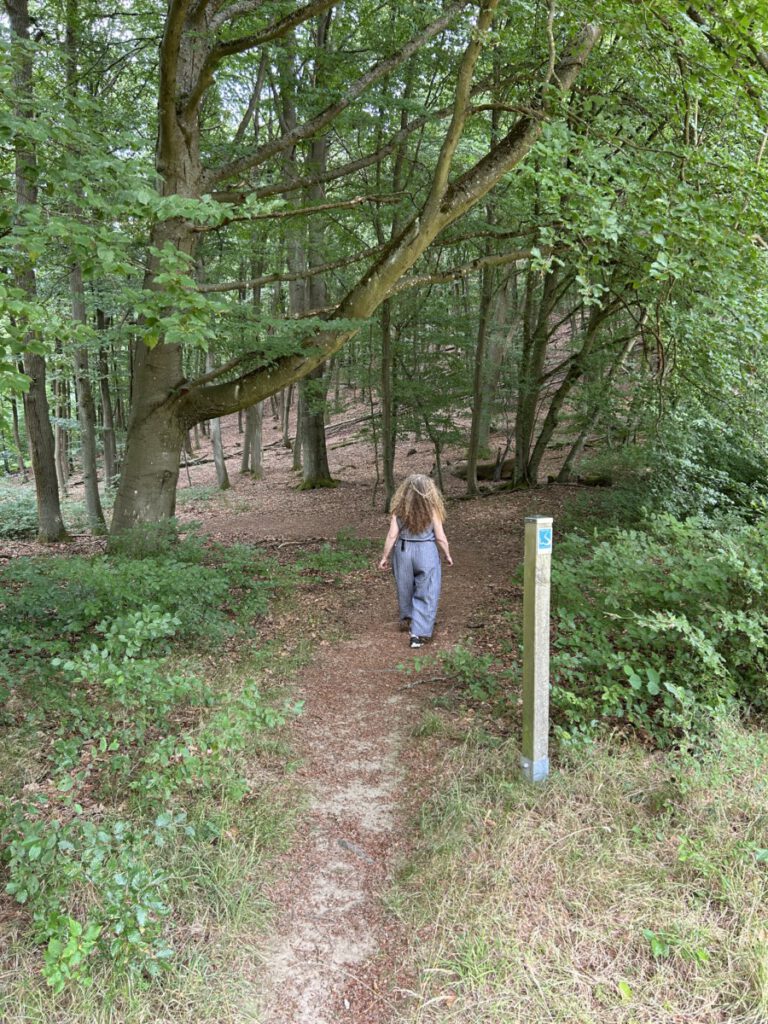 Schwälbchens Flug - Weg durch den Wald