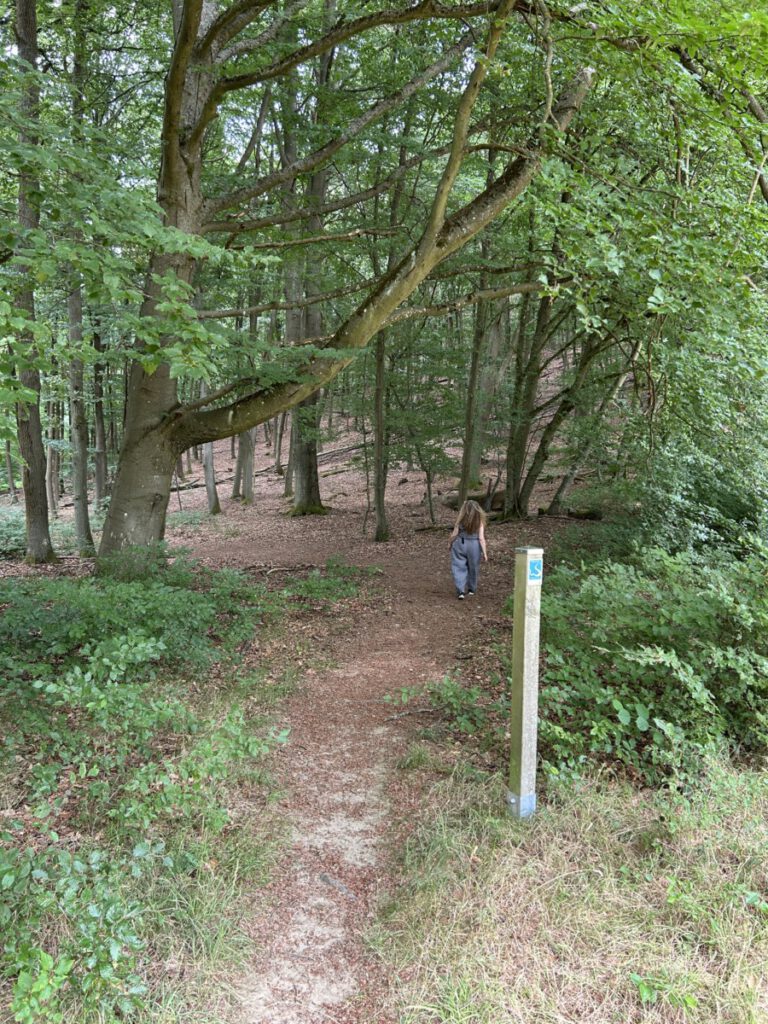 Schwälbchens Flug - beeindruckende Waldlandschaft