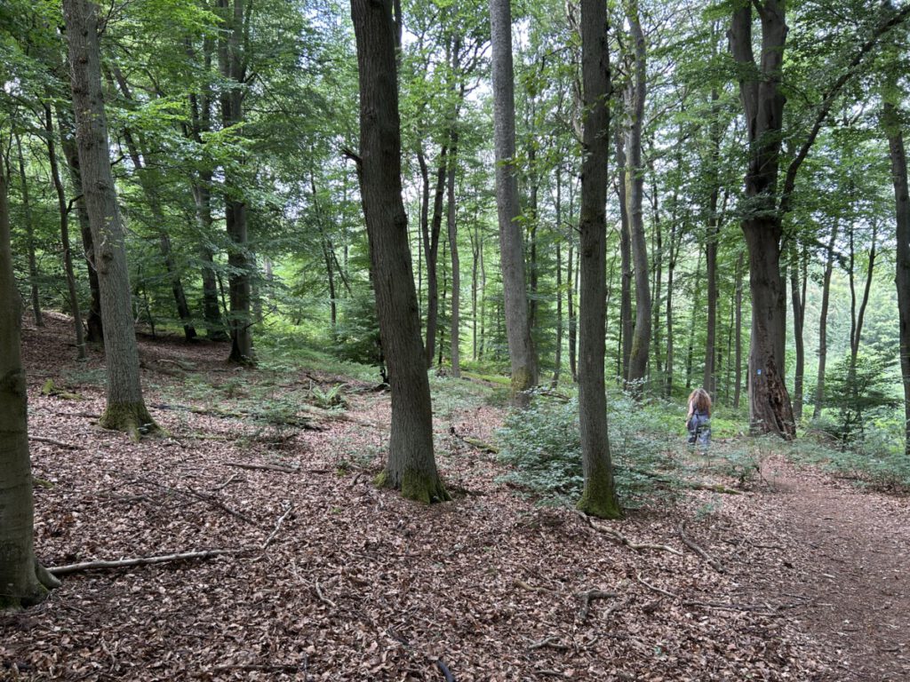 Schwälbchens Flug - Der Wald