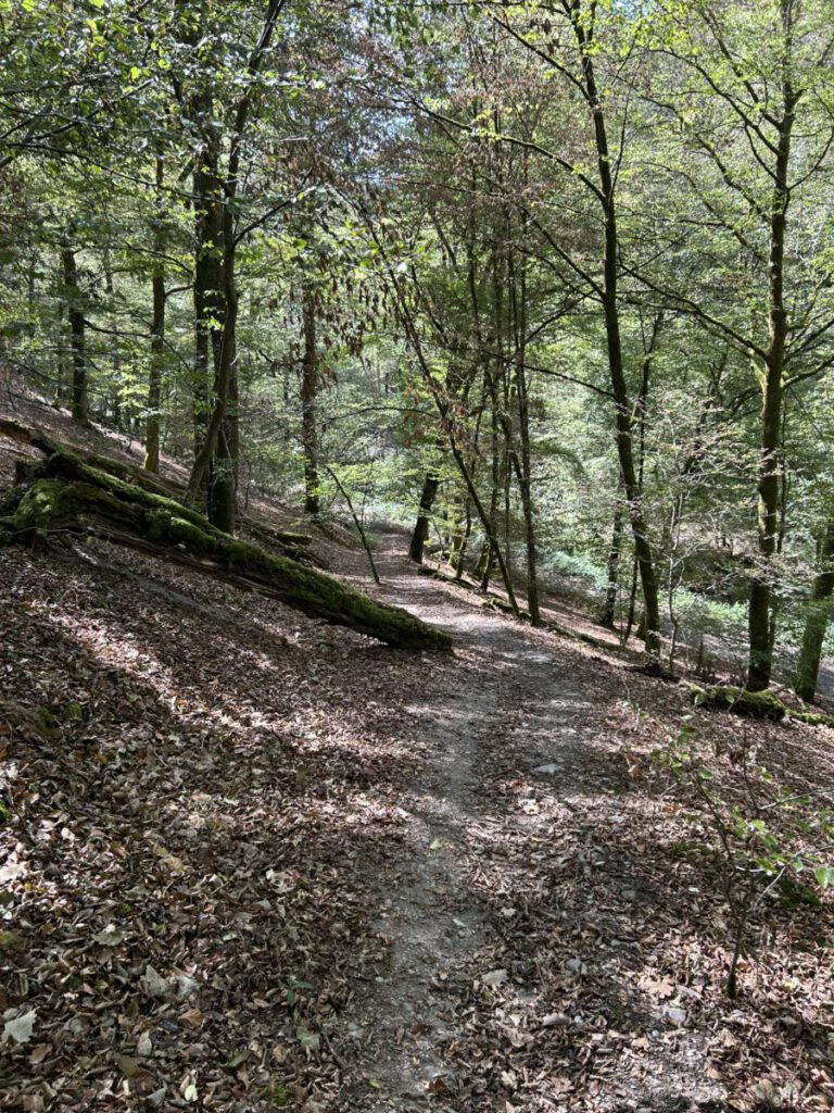 Wispertrail Wispertalsteig