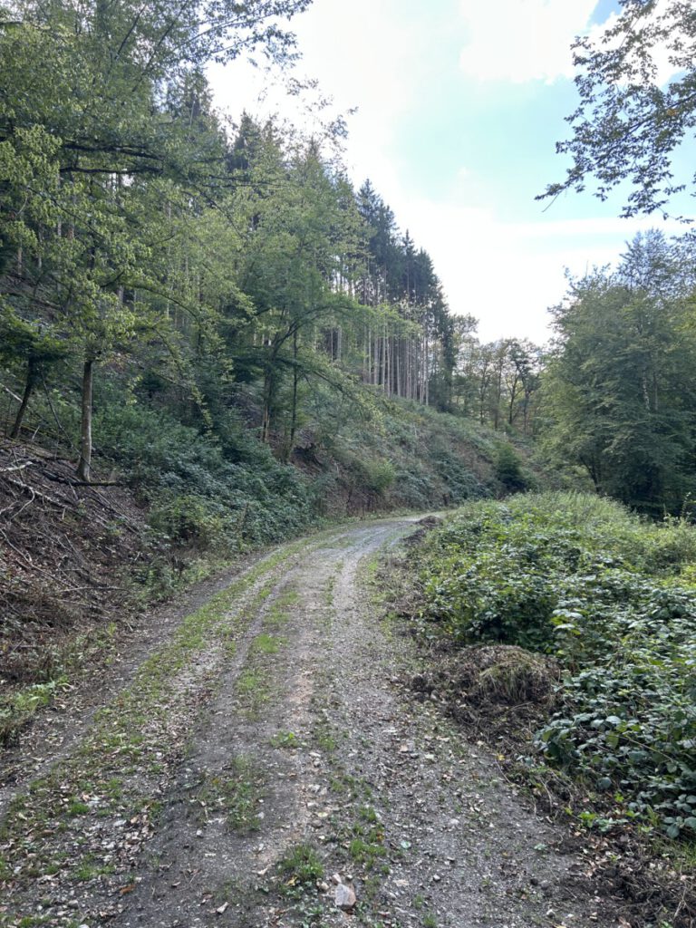 Wispertrail Wispertalsteig