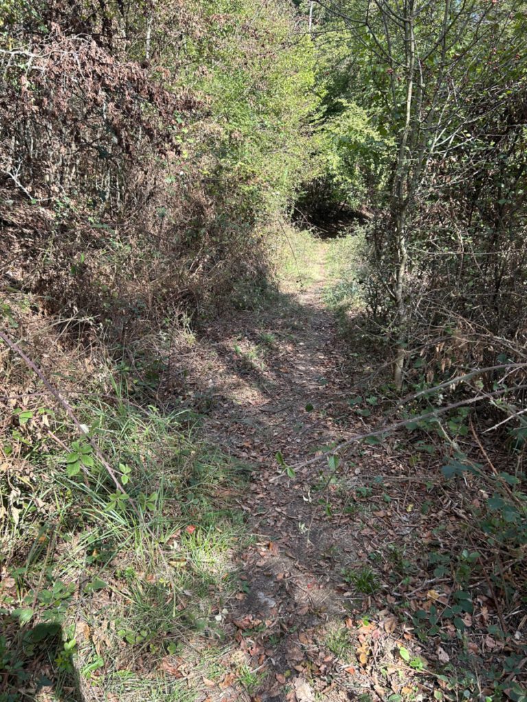 Wispertrail Wispertalsteig