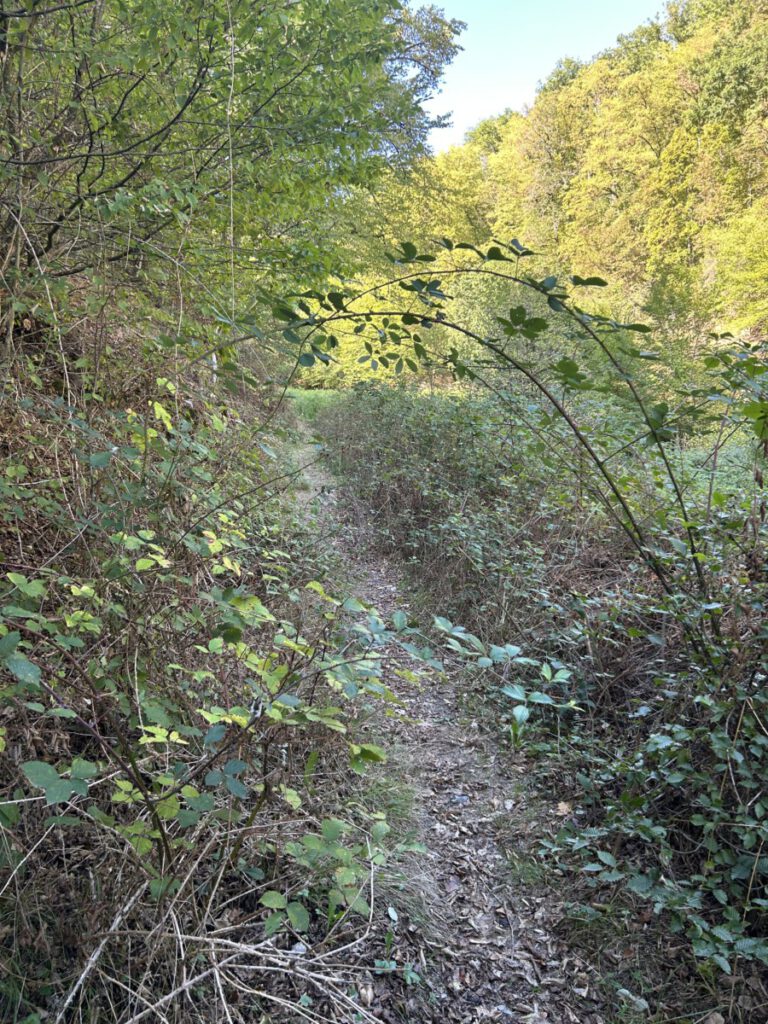 Wispertrail Wispertalsteig