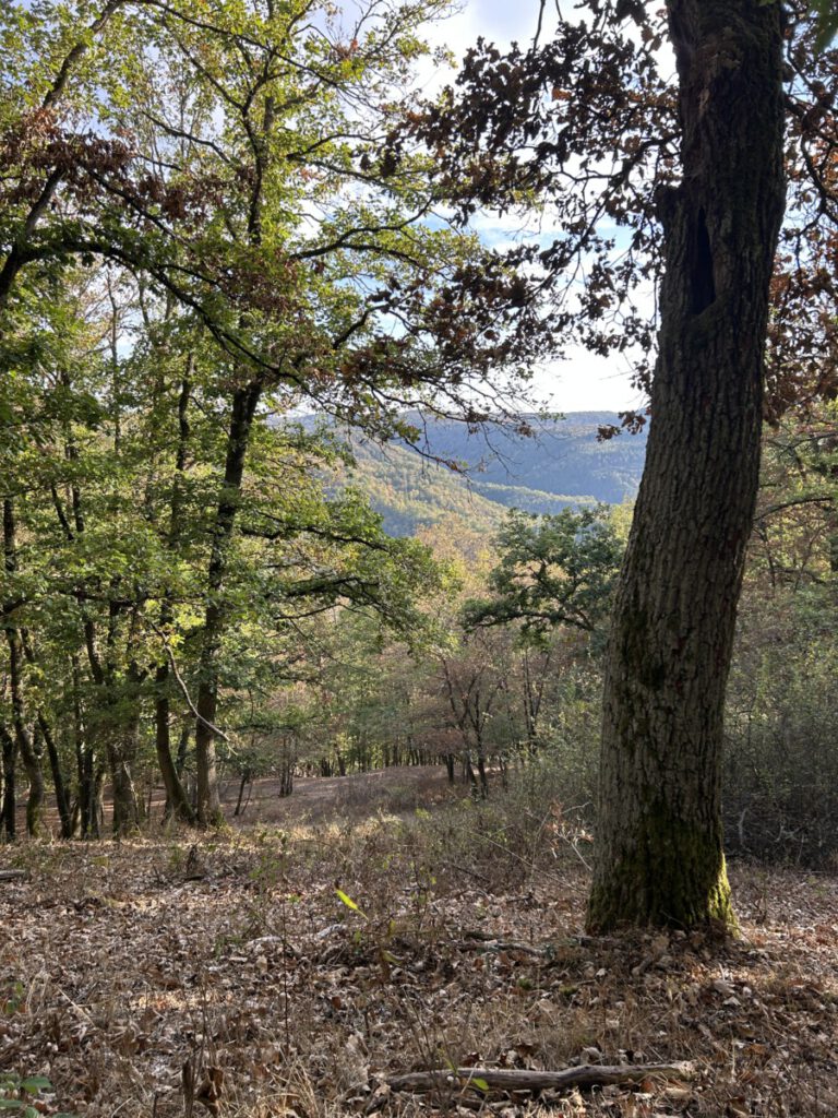 Wispertrail Wispertaler Krönchen